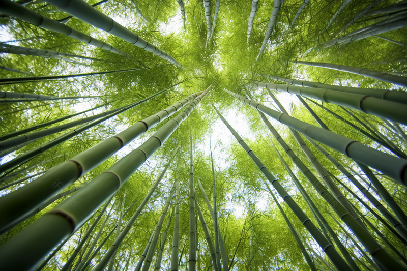 阳光透过绿色的竹子照射植物自然美景,高清,摄影图,摄影图片,图片大全,摄影图免费下载
